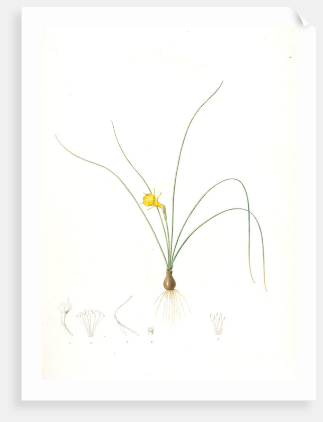 Narcissus tenuifolius, Narcissus à feuilles menues by Pierre Joseph Redouté