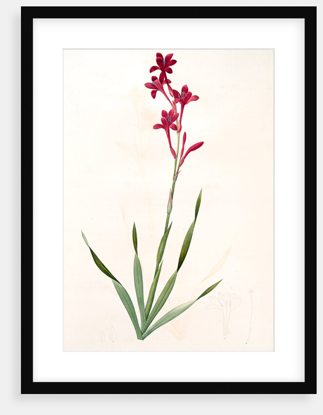 Gladiolus strictiflorus, Watsonia humilis; Glaïeul à flleurs droites by Pierre Joseph Redouté