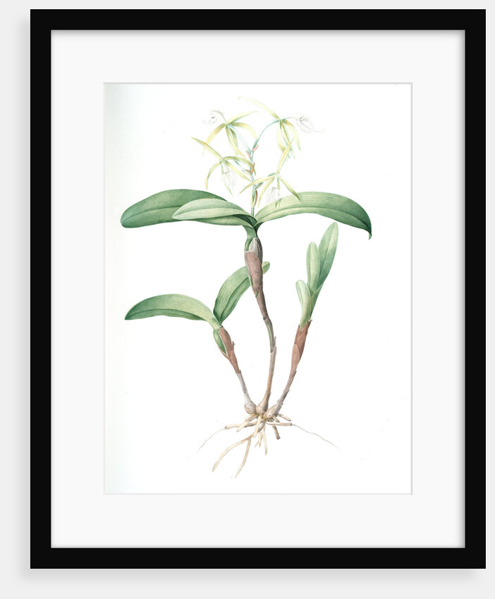 Epidendrum ciliare, Epindenre á longs ciils, Spider orchid; Fringed star orchid by Pierre Joseph Redouté