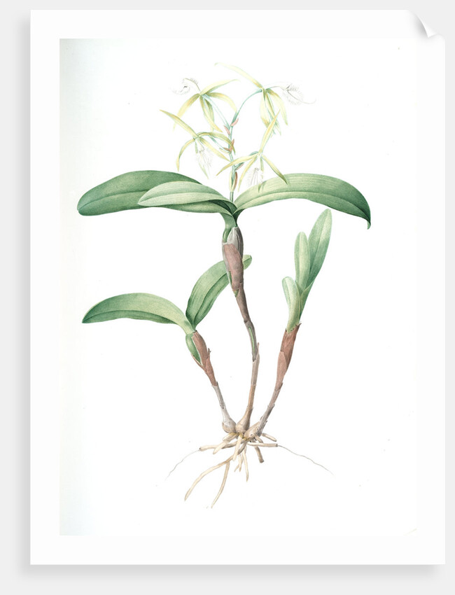 Epidendrum ciliare, Epindenre á longs ciils, Spider orchid; Fringed star orchid by Pierre Joseph Redouté