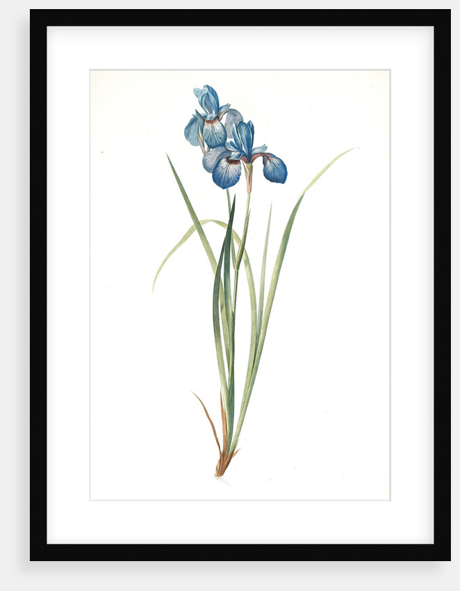 Iris pratensis, Iris de Prés by Pierre Joseph Redouté