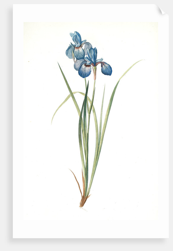 Iris pratensis, Iris de Prés by Pierre Joseph Redouté