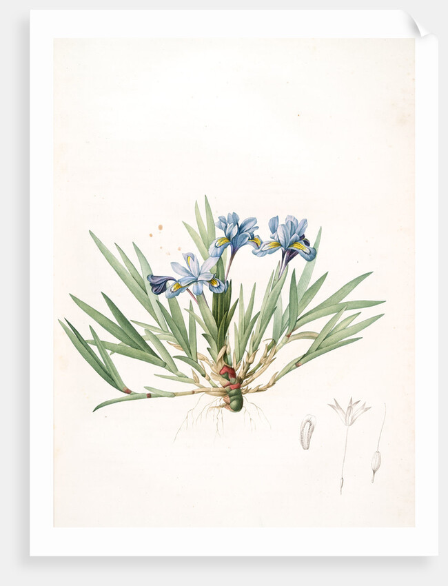 Iris cristata, Iris à crète; Dwarf Crested Iris by Pierre Joseph Redouté