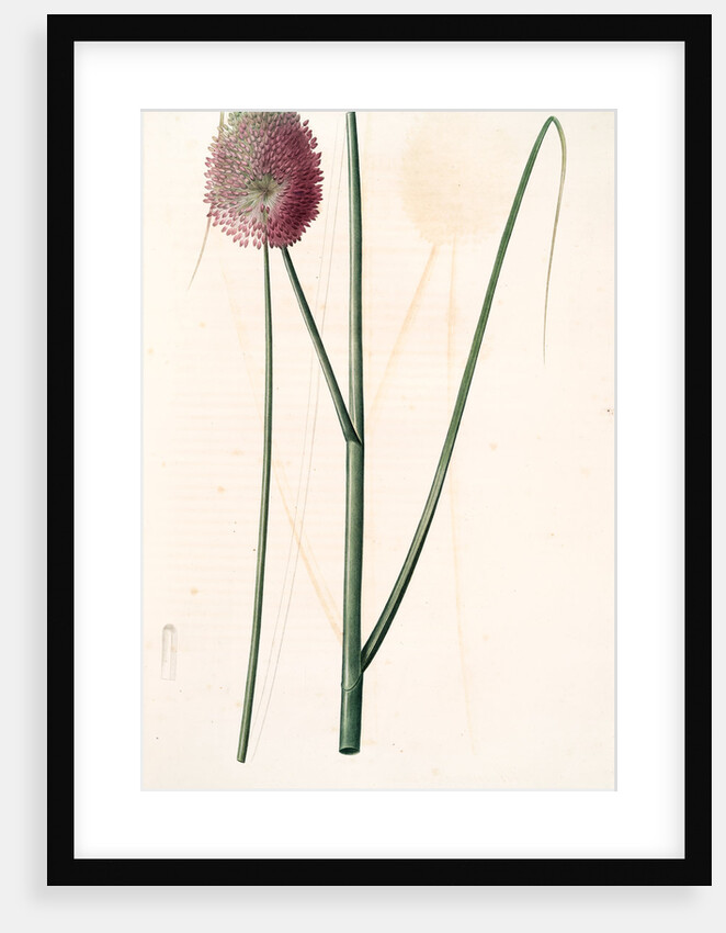 Allium sphaerocephalon, Allium sphaerocephalum; Ail à téte ronde, Drumsticks; Ornamental Onion by Pierre Joseph Redouté