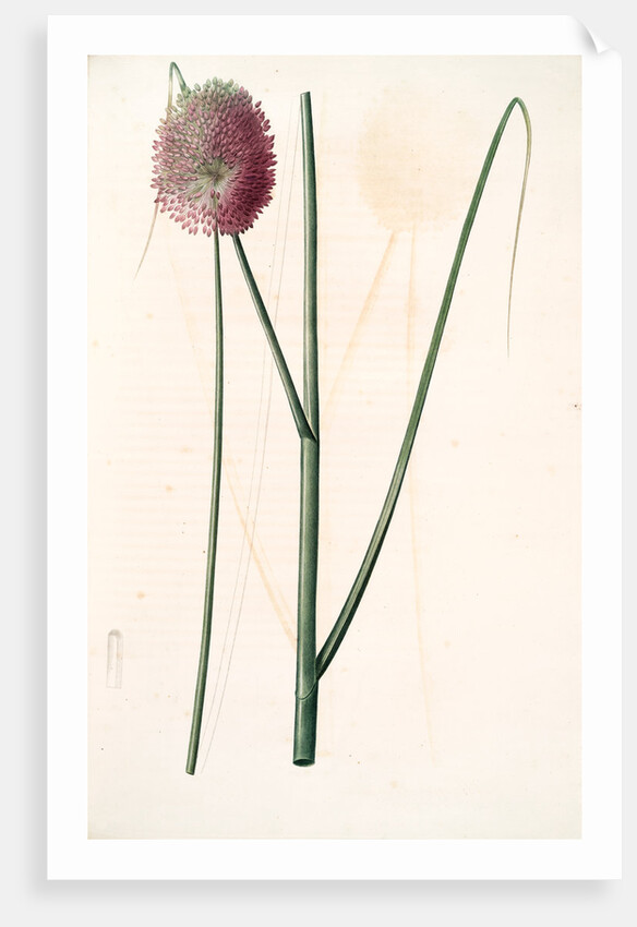 Allium sphaerocephalon, Allium sphaerocephalum; Ail à téte ronde, Drumsticks; Ornamental Onion by Pierre Joseph Redouté