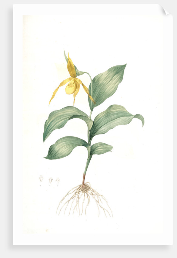Cypripedium flavescens, Cypripedium Calceolus var. pubescens; Sabot à fleur jaune; American Lady-Slipper, Nerve root by Pierre Joseph Redouté