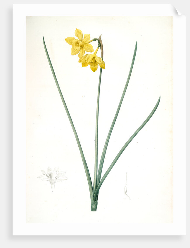 Narcissus odorus, Narcissus odorant, Sweet-scented Jonquil, Great Jonquil by Pierre Joseph Redouté
