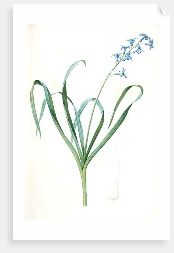 Hyacinthus orientalis, Jacinthe orientale, Common Hyacinth by Pierre Joseph Redouté