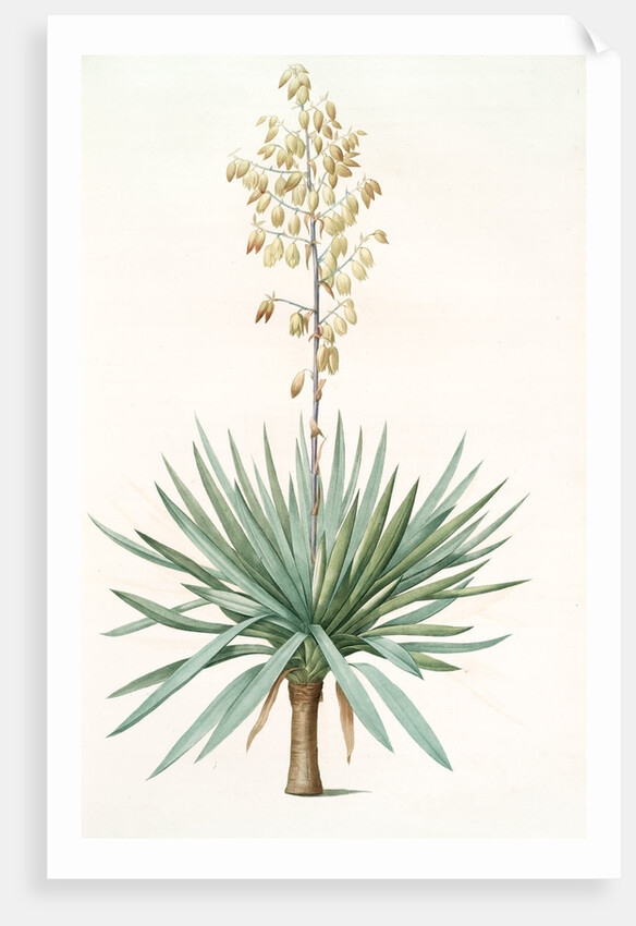 Yucca gloriosa, Yucca a feuilles entieres; Palm Lily or Spanish Dagger (signed) by Pierre Joseph Redouté