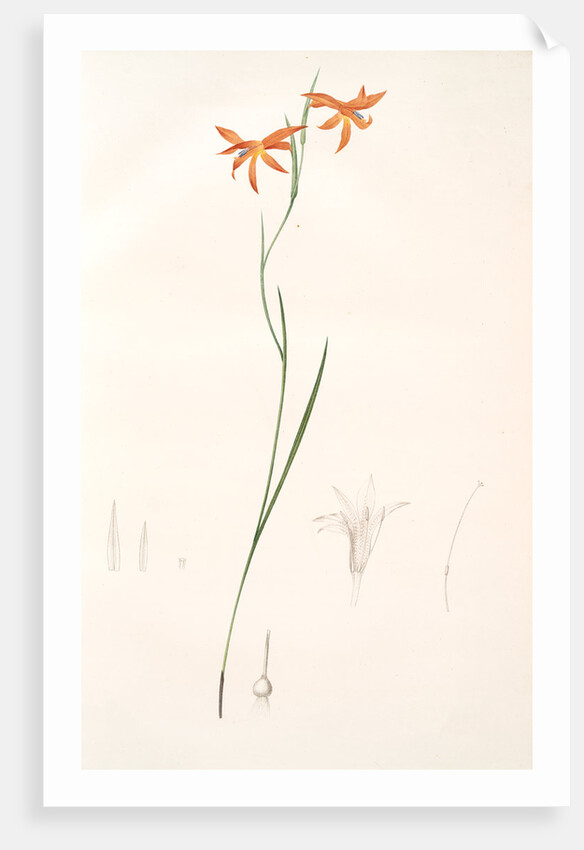 Gladiolus Watsonius, Glaïeul à fleurs de Watsonie, Watson's Corn-flag by Pierre Joseph Redouté