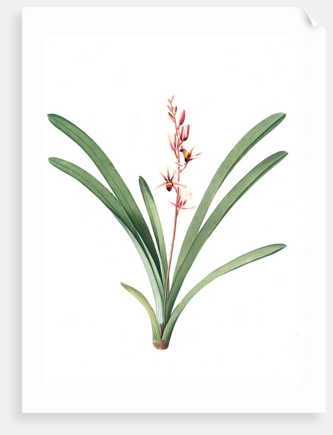 Cymbidium aloifolium, Epidendre a feuilles d'aloes, Aloe-leaved Epidendrum by Pierre Joseph Redouté