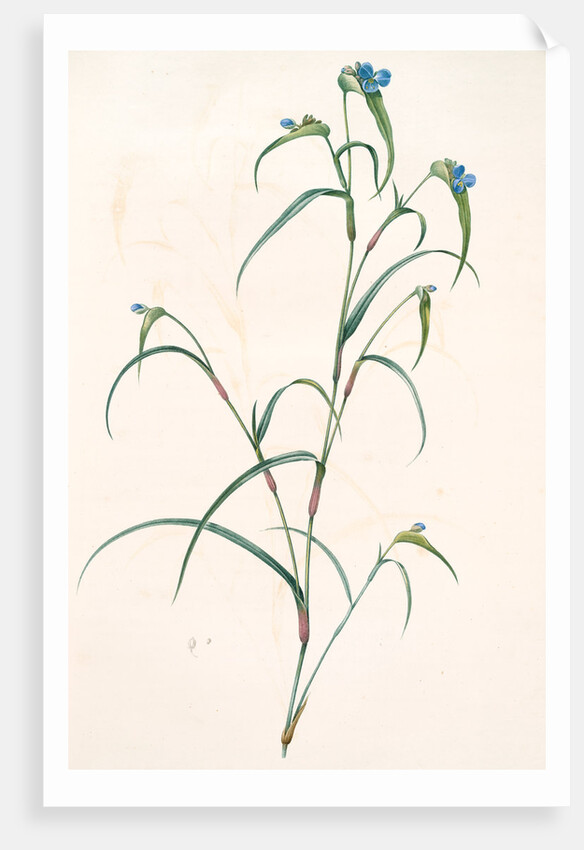 Commelina dianthifolia, Comméline à feuilles d'œillet, Birdbill Dayflower by Pierre Joseph Redouté
