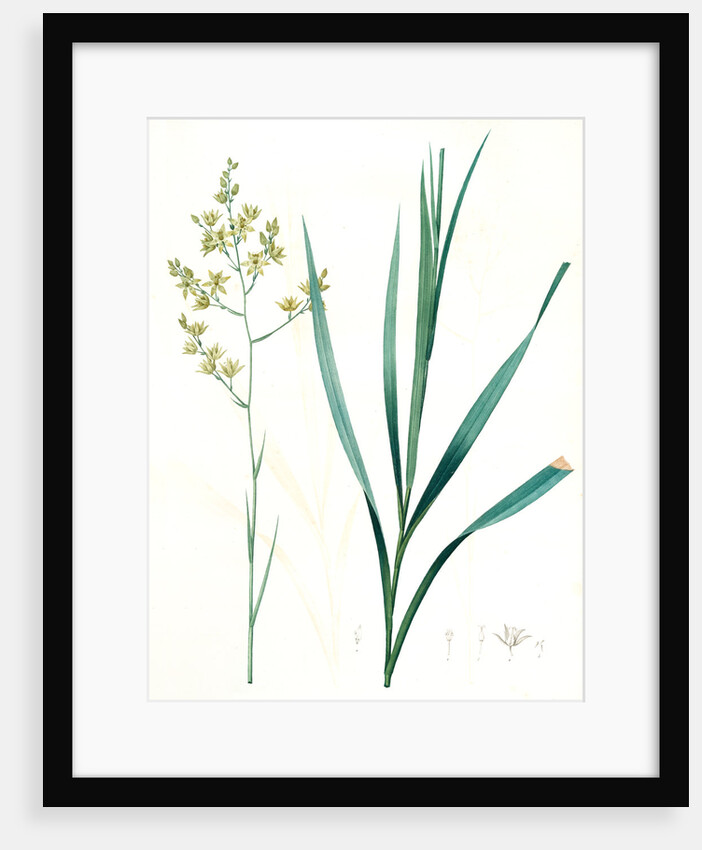 Zigadenus glaberrimus, Zigadene lisse, Sandbog deathcamas by Pierre Joseph Redouté