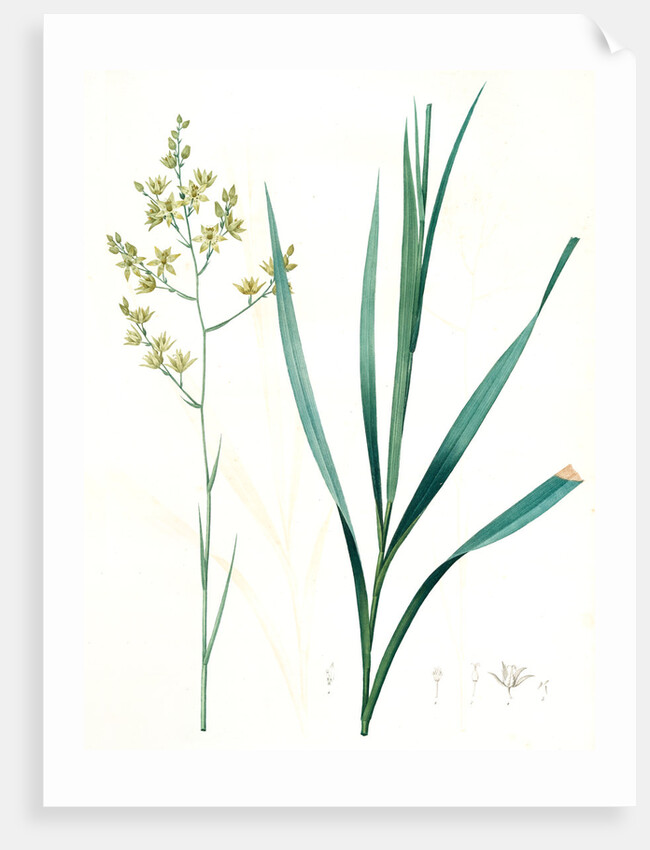 Zigadenus glaberrimus, Zigadene lisse, Sandbog deathcamas by Pierre Joseph Redouté