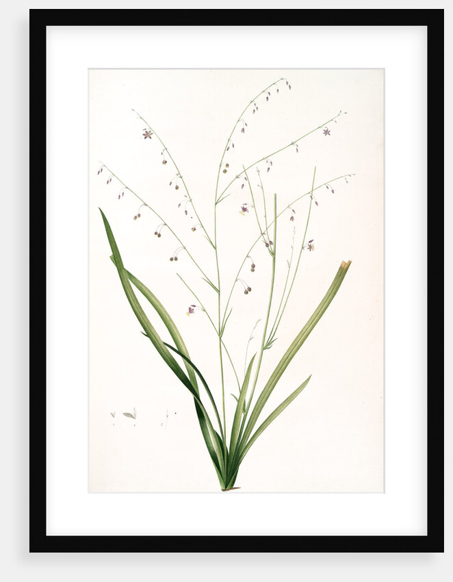 Phalangium pendulum, Arthropodium paniculatum; Phalangére à fleurs pendantes by Pierre Joseph Redouté