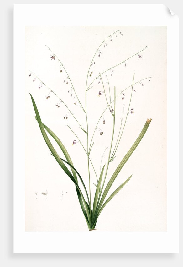 Phalangium pendulum, Arthropodium paniculatum; Phalangére à fleurs pendantes by Pierre Joseph Redouté