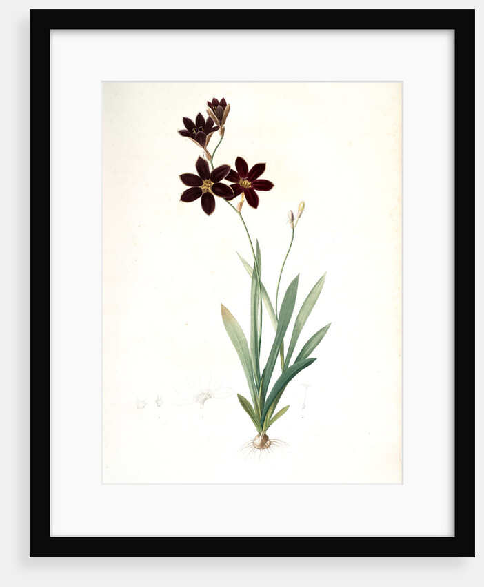 Ixia grandiflora, Ixia à grande fleur by Pierre Joseph Redouté