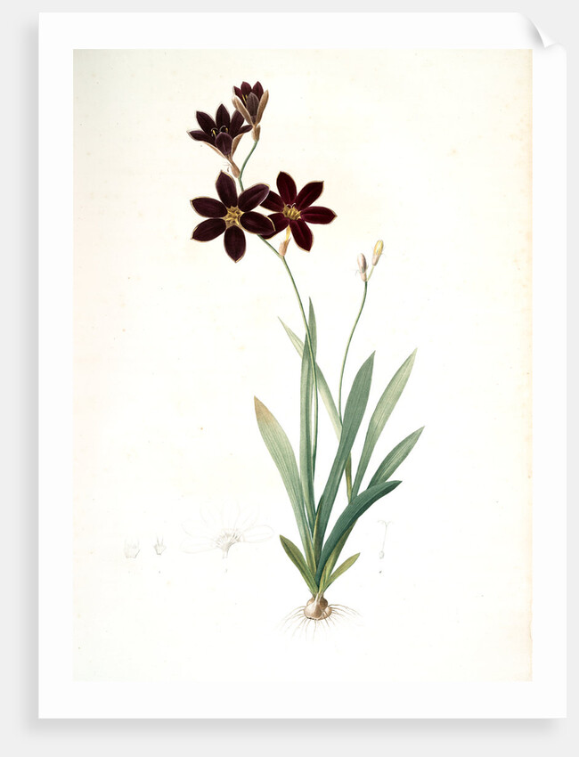 Ixia grandiflora, Ixia à grande fleur by Pierre Joseph Redouté