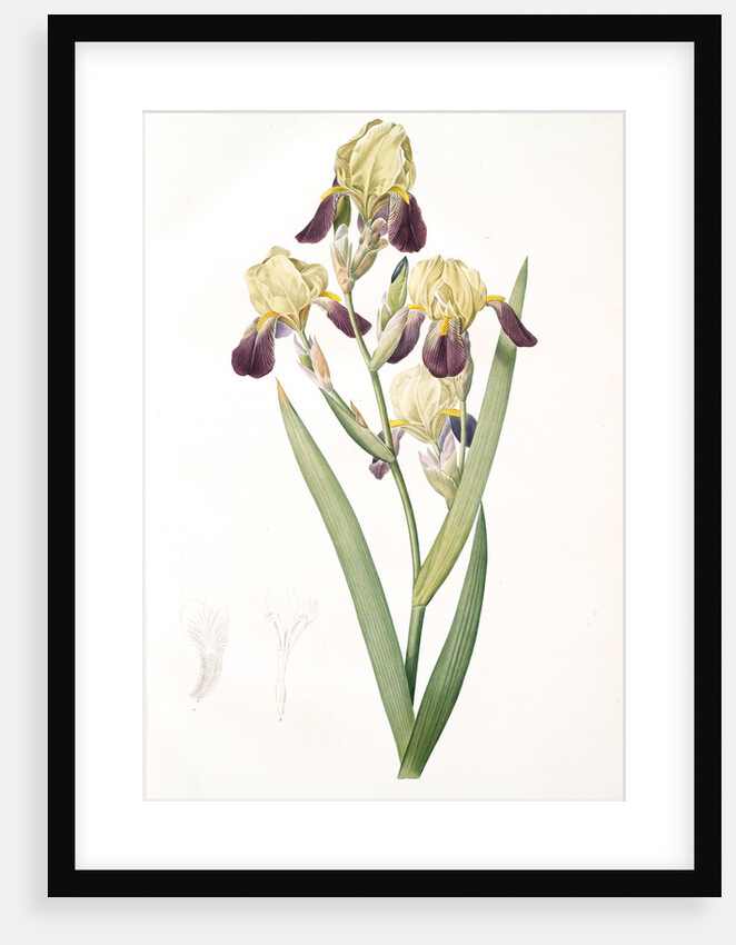 Iris squalens, Iris sale, Brown-flowered Iris by Pierre Joseph Redouté