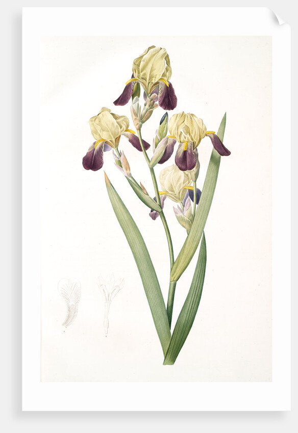 Iris squalens, Iris sale, Brown-flowered Iris by Pierre Joseph Redouté