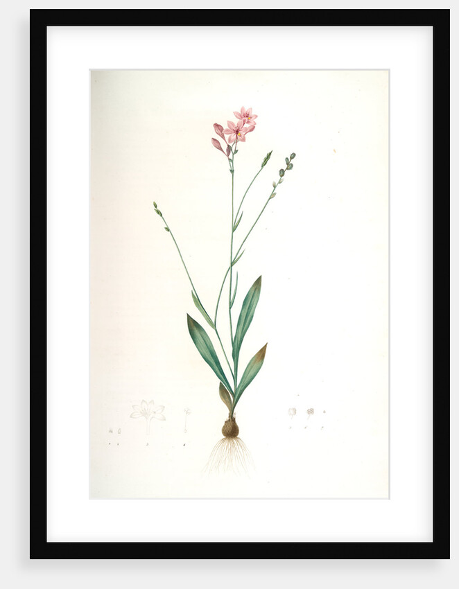 Gladiolus junceus, Lapeyrousia juncea; Glaïeul jonc by Pierre Joseph Redouté