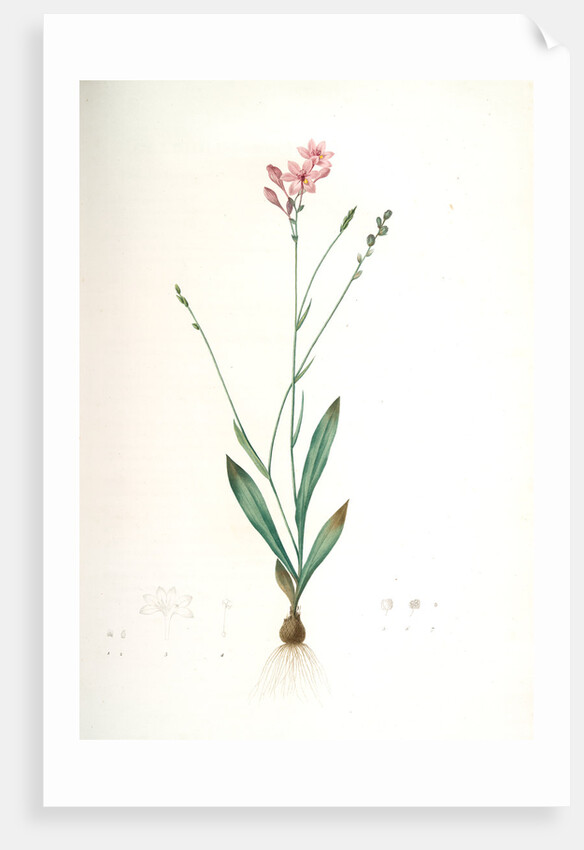 Gladiolus junceus, Lapeyrousia juncea; Glaïeul jonc by Pierre Joseph Redouté