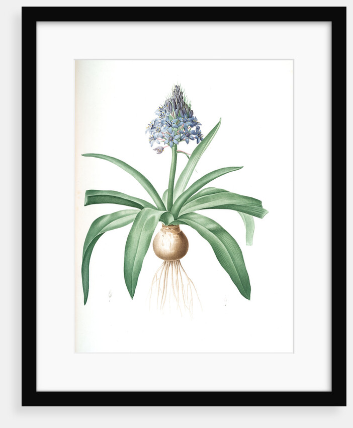 Scilla peruviana, Scille de Pérou; Cuban Lily or Peruvian Jacinth by Pierre Joseph Redouté
