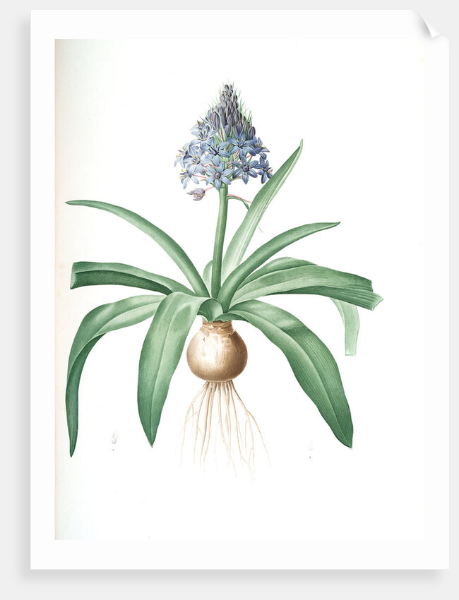 Scilla peruviana, Scille de Pérou; Cuban Lily or Peruvian Jacinth by Pierre Joseph Redouté