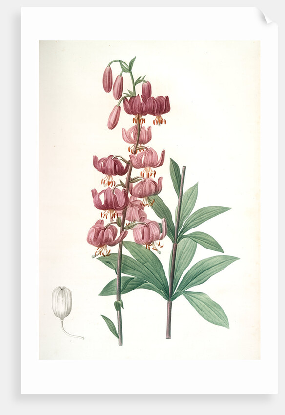 Lilium martagon, Lis martagon; Turk's Cap Lily or Martagon Lily by Pierre Joseph Redouté