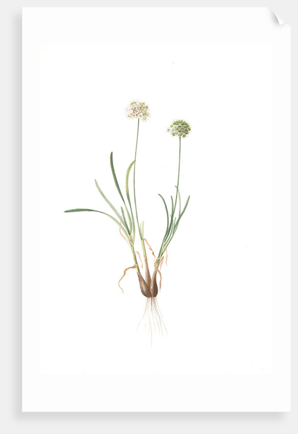 Allium carolinianum, Ail de Caroline by Pierre Joseph Redouté