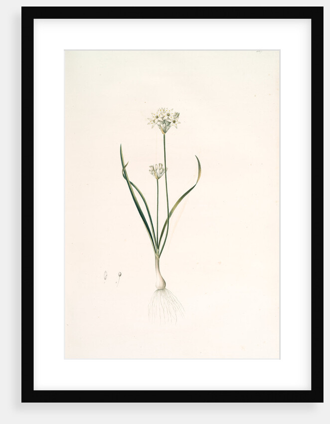 Allium triquetrum, Ail triangulaire, Three-cornered leek by Pierre Joseph Redouté
