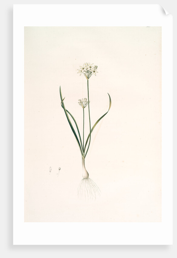 Allium triquetrum, Ail triangulaire, Three-cornered leek by Pierre Joseph Redouté