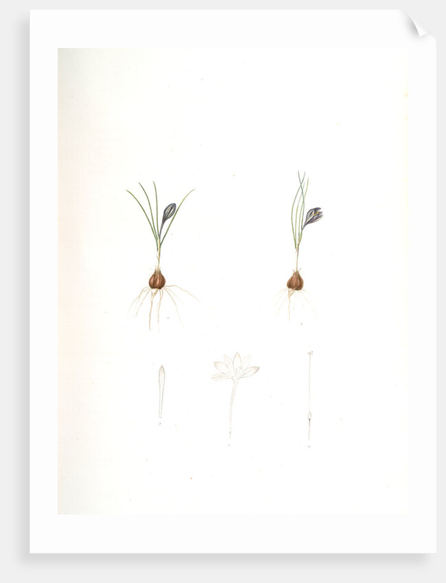 Crocus minimus, Safra nain, Smaller saffron by Pierre Joseph Redouté