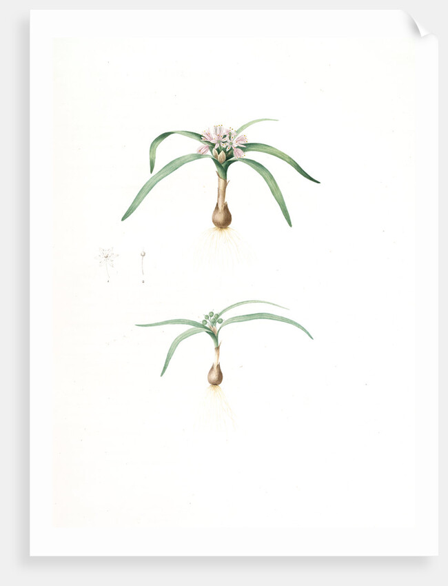 Allium Chamaemoly, Allium chamae-moly; Ail faux-moly by Pierre Joseph Redouté