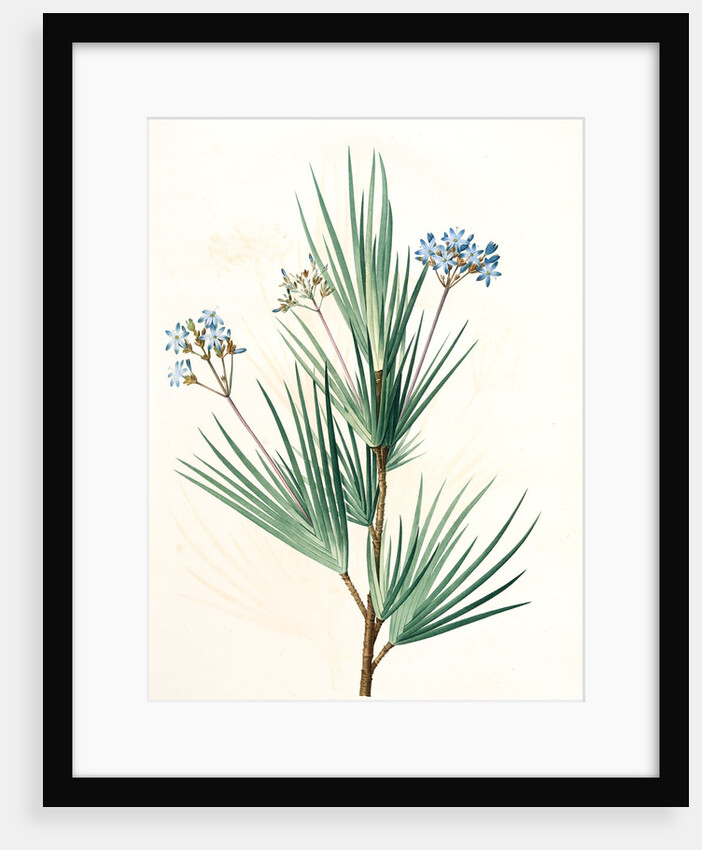 Witsenia corymbosa, Nivenia corymbosa Witsenia panicule by Pierre Joseph Redouté