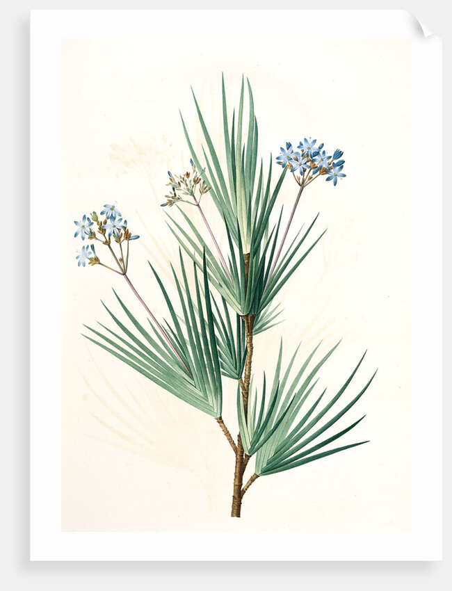 Witsenia corymbosa, Nivenia corymbosa Witsenia panicule by Pierre Joseph Redouté