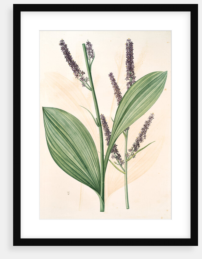 Veratrum nigrum, Vératre noir by Pierre Joseph Redouté