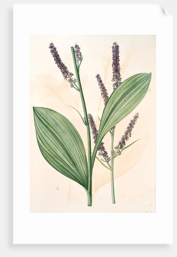 Veratrum nigrum, Vératre noir by Pierre Joseph Redouté