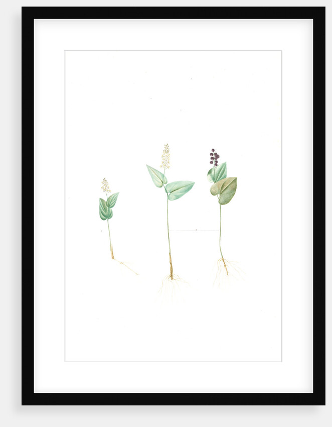 Mayanthemum, Maianthemum canadense; Mayanthème; Mayflower by Pierre Joseph Redouté