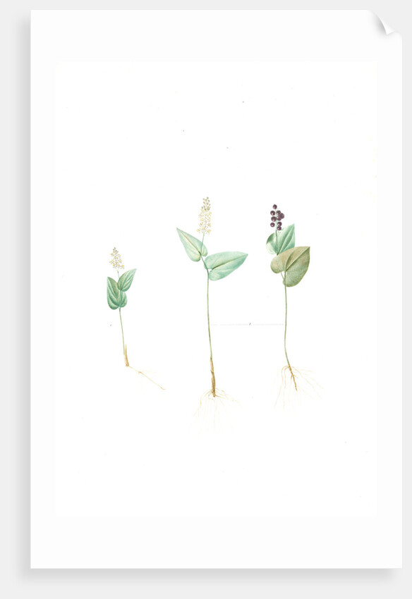 Mayanthemum, Maianthemum canadense; Mayanthème; Mayflower by Pierre Joseph Redouté