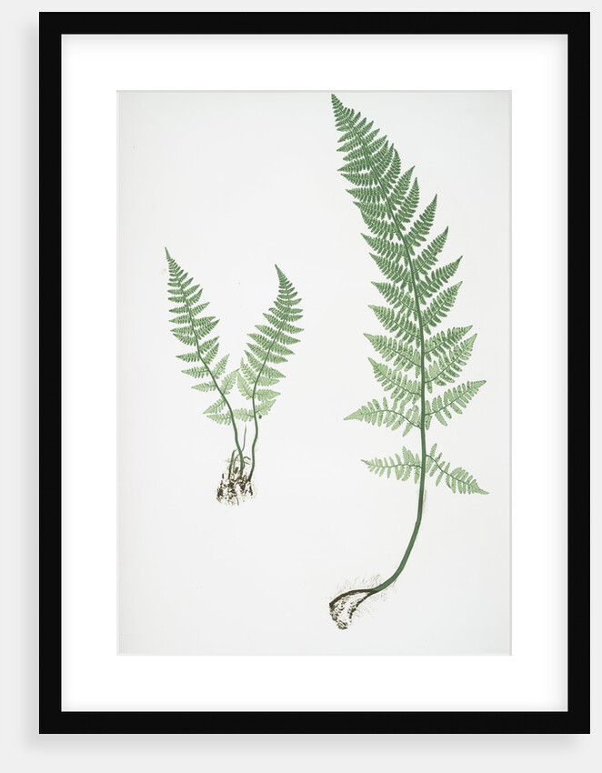 The rigid buckler fern by Henry Riley Bradbury