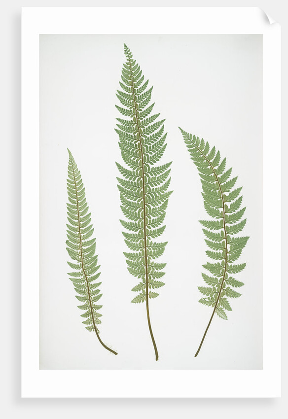 The common prickly shield fern by Henry Riley Bradbury