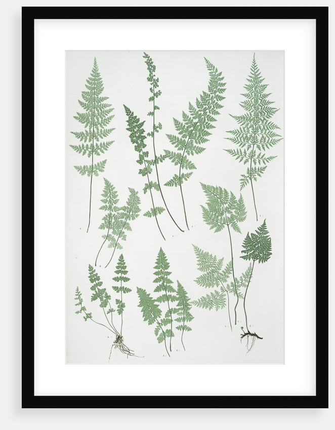 The brittle bladder fern, The Alpine, or Royal bladder fern, The mountain bladder fern by Henry Riley Bradbury