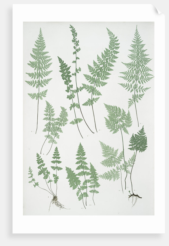 The brittle bladder fern, The Alpine, or Royal bladder fern, The mountain bladder fern by Henry Riley Bradbury