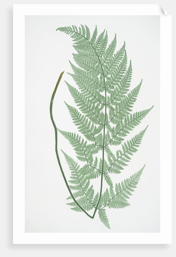 The broad prickly-toothed buckler fern by Henry Riley Bradbury