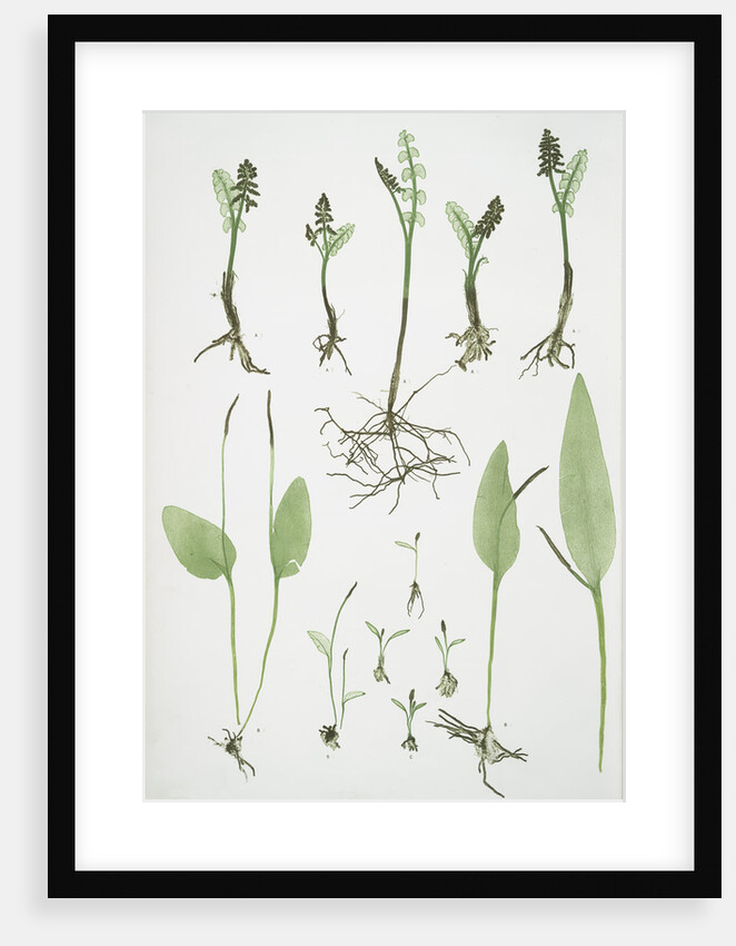 The common moonwort, The common adder's tongue, The dwarf adder's tongue by Henry Riley Bradbury