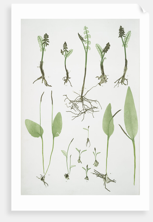 The common moonwort, The common adder's tongue, The dwarf adder's tongue by Henry Riley Bradbury