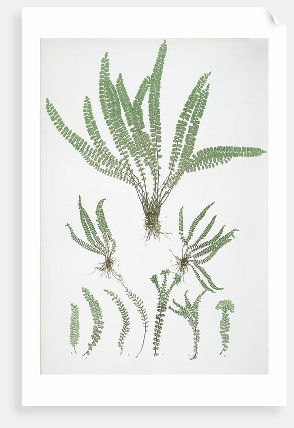 The common maidenhair spleenwort by Henry Riley Bradbury