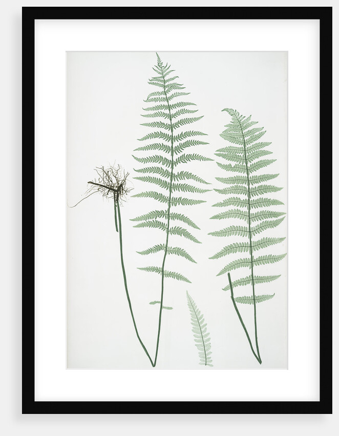 The marsh, or Female buckler fern by Henry Riley Bradbury