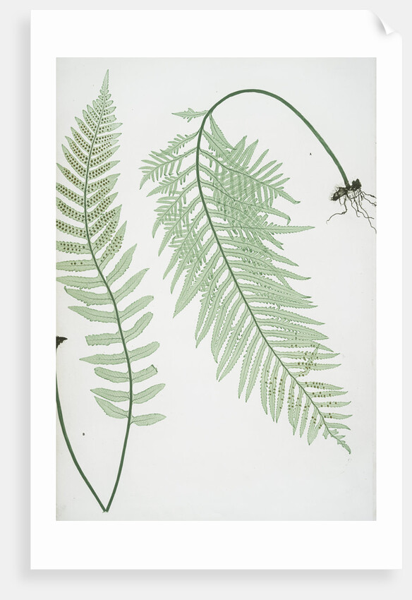 The common polypody by Henry Riley Bradbury